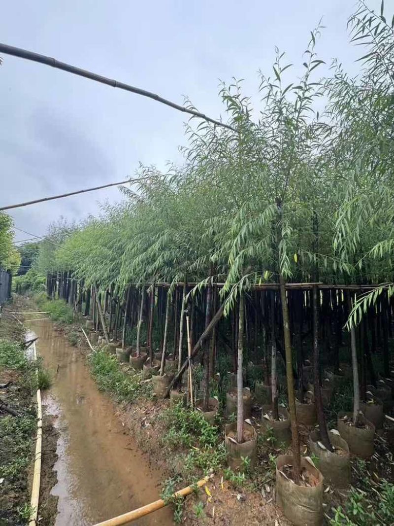 垂柳5-15分低价出售