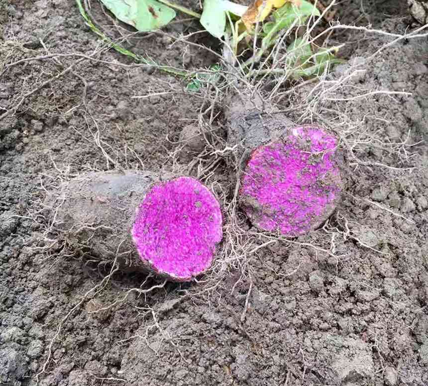 紫色块茎对比图