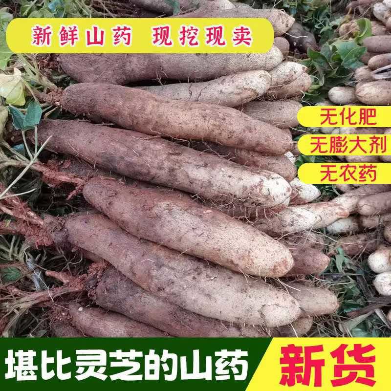 云南灵芝山批发您还在为找不到货源发愁大型供应链等您来对接