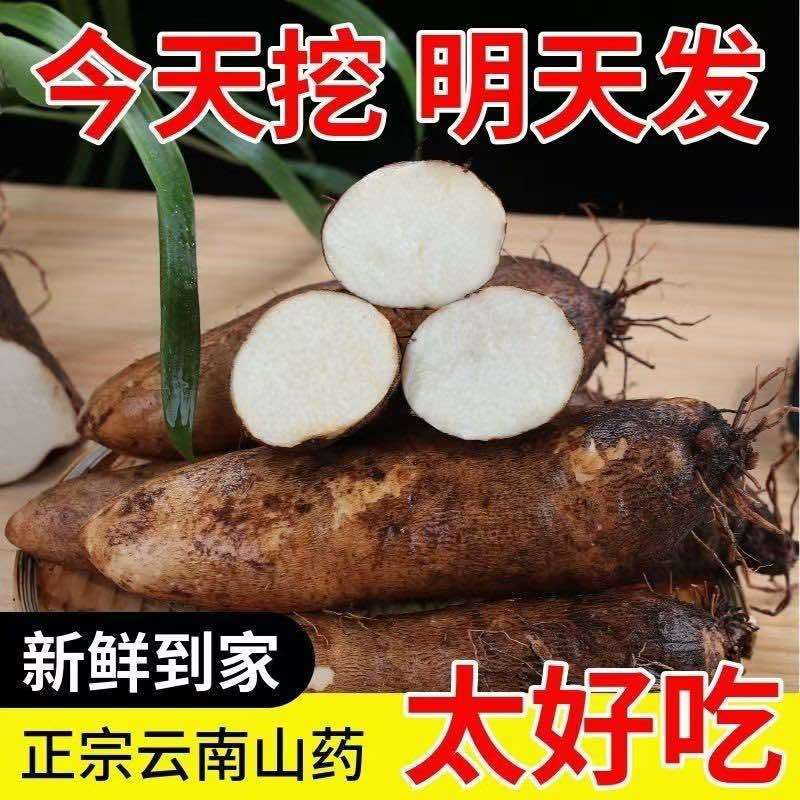 云南灵芝山批发您还在为找不到货源发愁大型供应链等您来对接