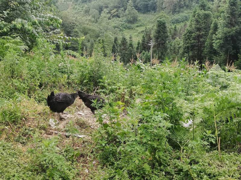 云南昭通镇雄跑山鸡