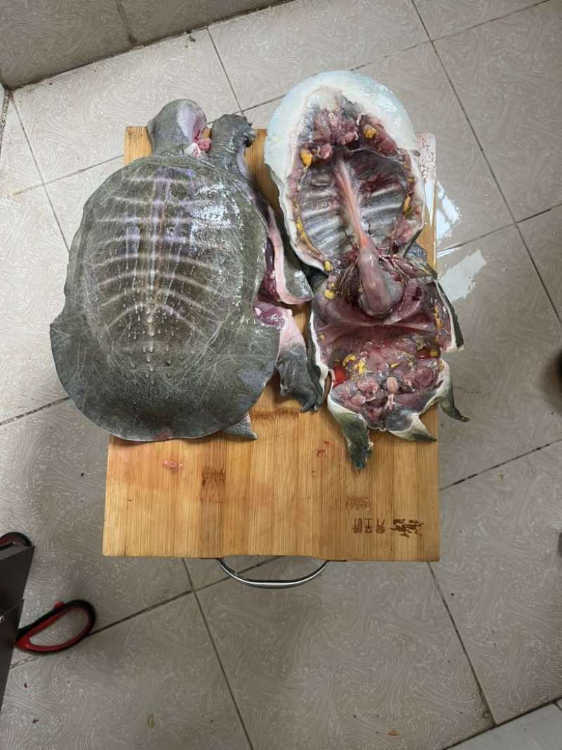 剁块甲鱼，卤甲鱼，活鱼现杀，代杀甲鱼，大排档专用，真空发货，