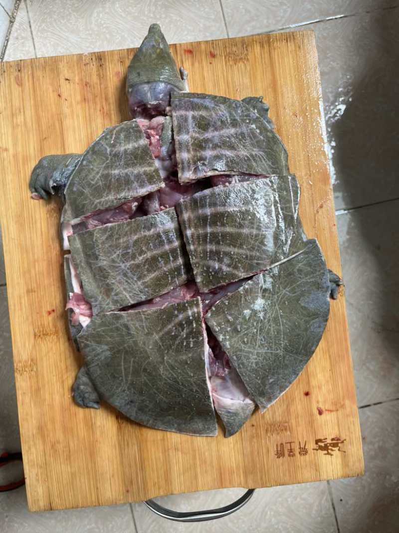 剁块甲鱼，卤甲鱼，活鱼现杀，代杀甲鱼，大排档专用，真空发货，