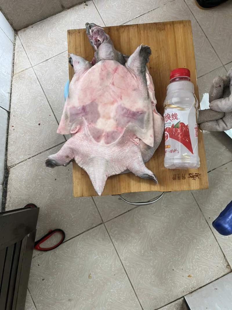 剁块甲鱼，卤甲鱼，活鱼现杀，代杀甲鱼，大排档专用，真空发货，