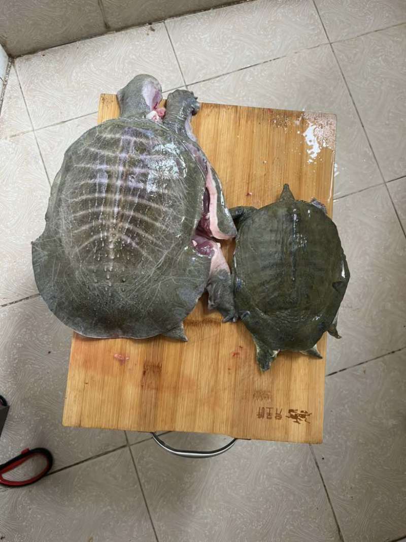 剁块甲鱼，卤甲鱼，活鱼现杀，代杀甲鱼，大排档专用，真空发货，