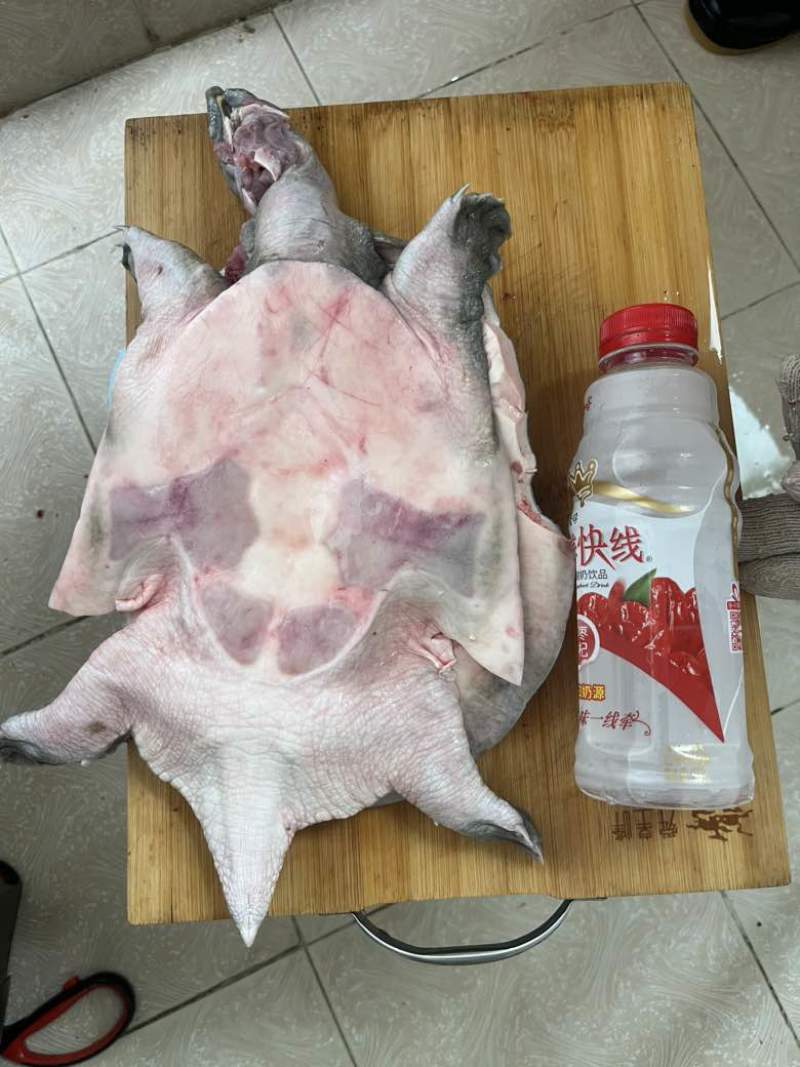 剁块甲鱼，卤甲鱼，活鱼现杀，代杀甲鱼，大排档专用，真空发货，