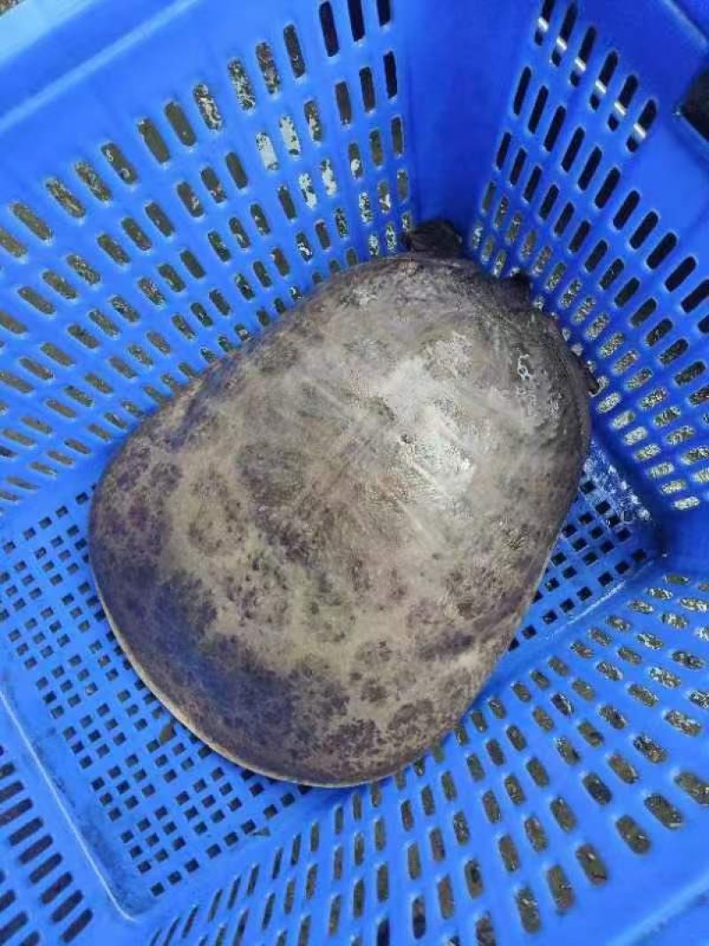 珍珠鳖，山水，山瑞，大甲鱼，外塘散养，支持全国发货