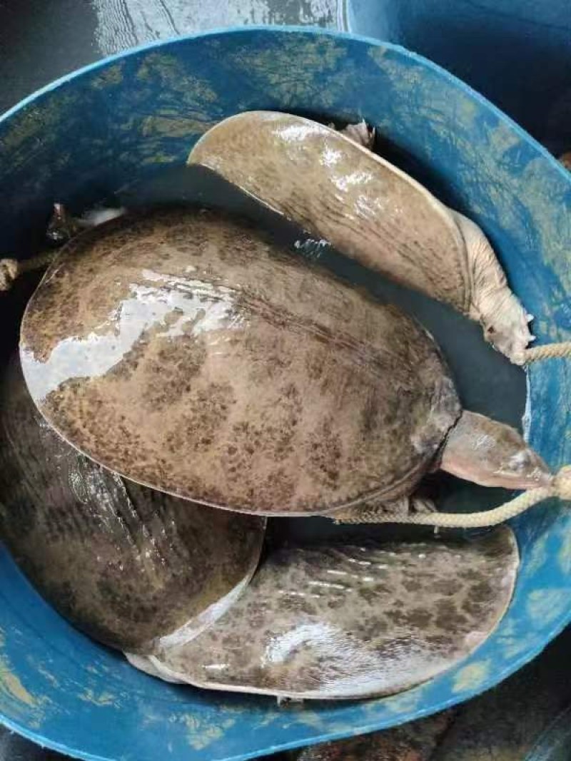 珍珠鳖，山水，山瑞，大甲鱼，外塘散养，支持全国发货
