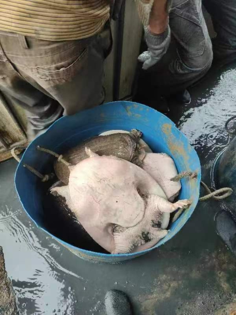 珍珠鳖，山水，山瑞，大甲鱼，外塘散养，支持全国发货