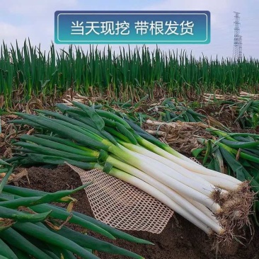 棵半斤大葱