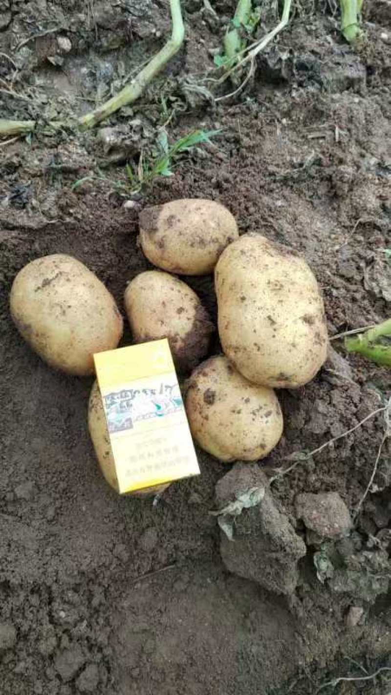 土豆