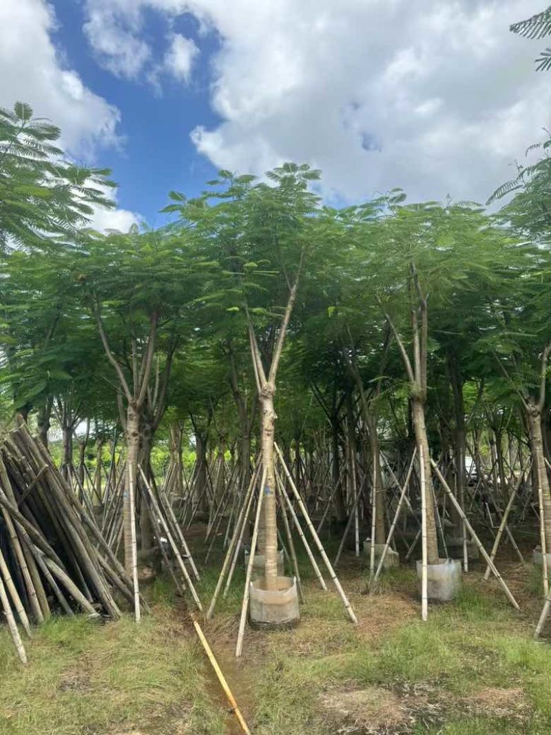 凤凰木骨架10-30分，低价出售