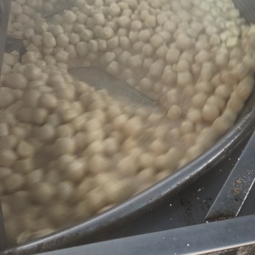 豆泡，三河豆片