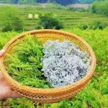 藤茶