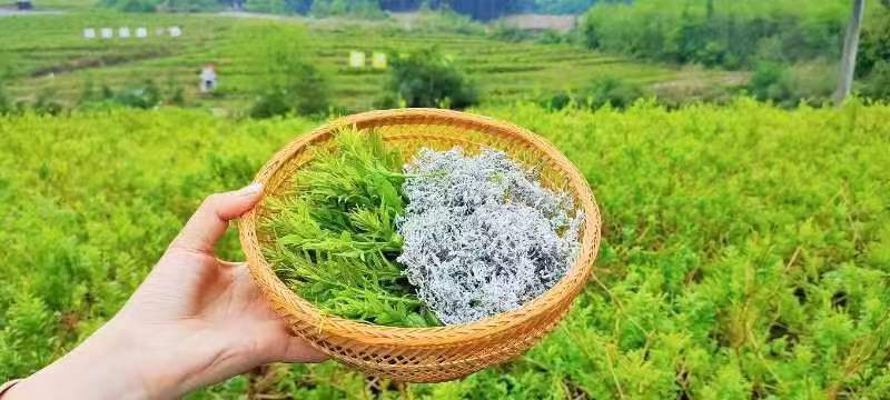 藤茶
