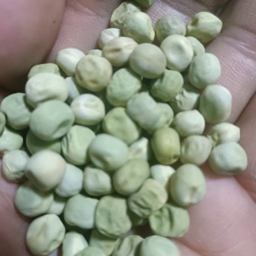 绿豌豆，辽宁北票