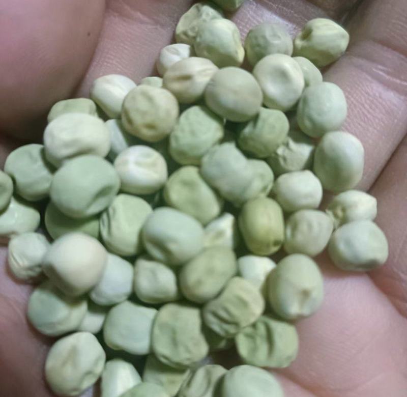 绿豌豆，辽宁北票