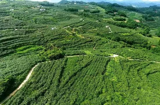 猕猴桃植株与根部特写