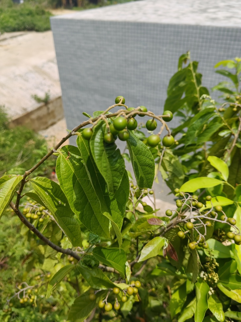 广东湛江布渣叶现货出售