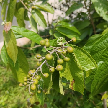 广东湛江布渣叶现货出售