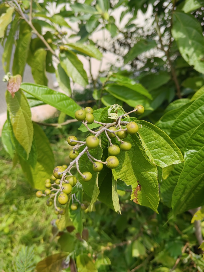广东湛江布渣叶现货出售