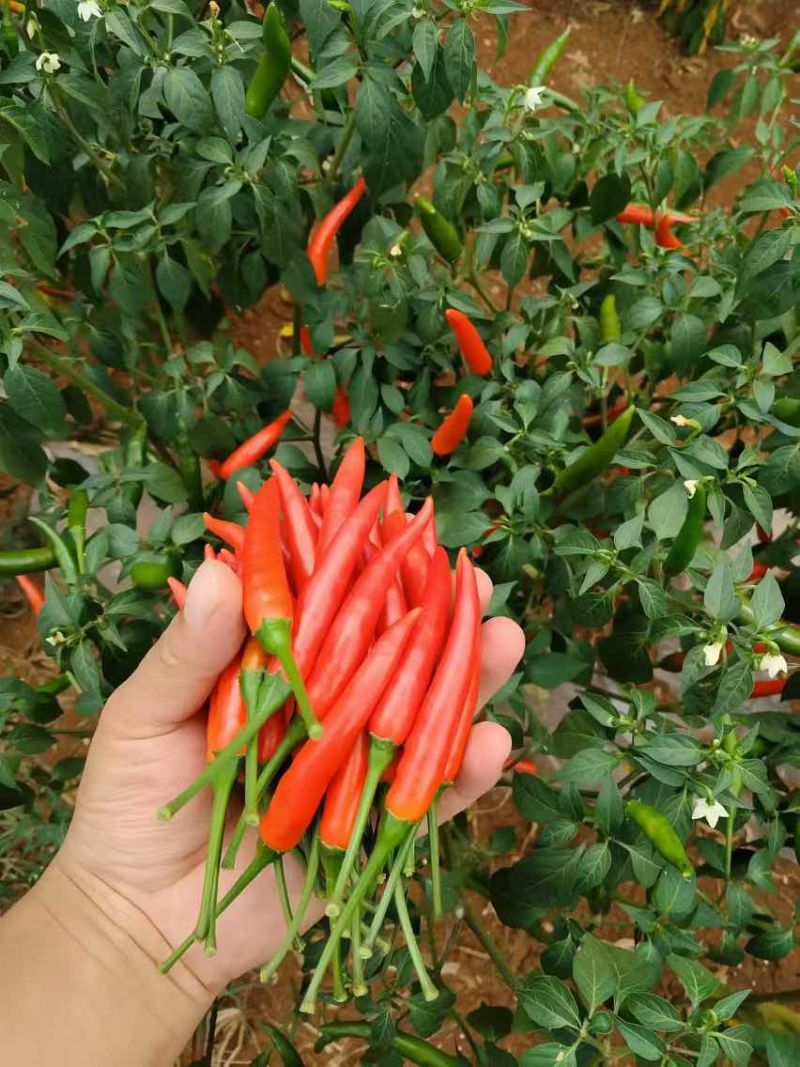 线椒小米椒大量有货一手货源质量保证