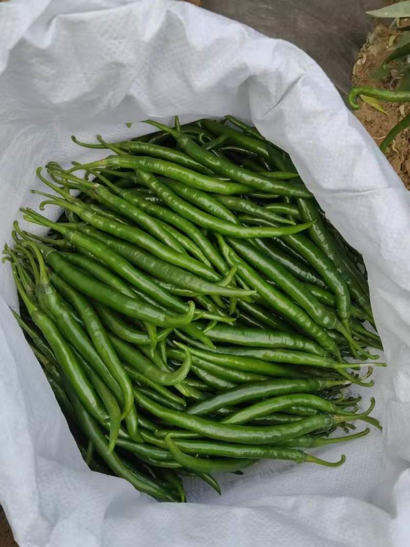 线椒小米椒大量有货一手货源质量保证