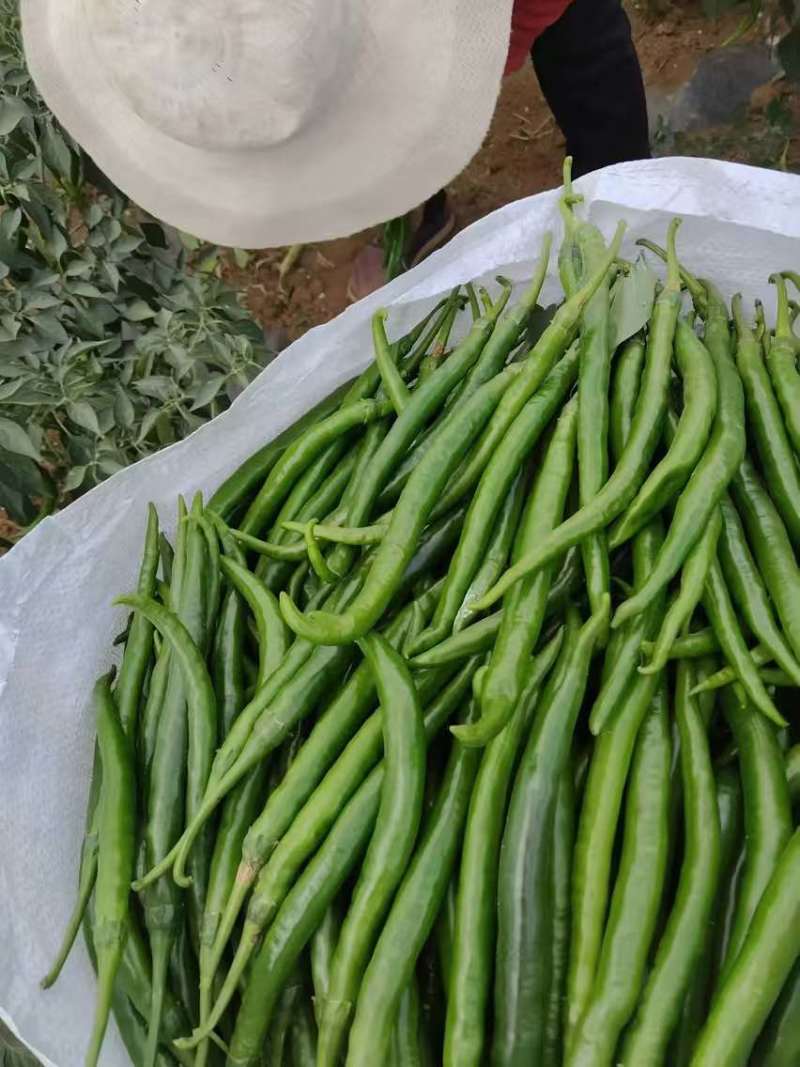 线椒小米椒大量有货一手货源质量保证