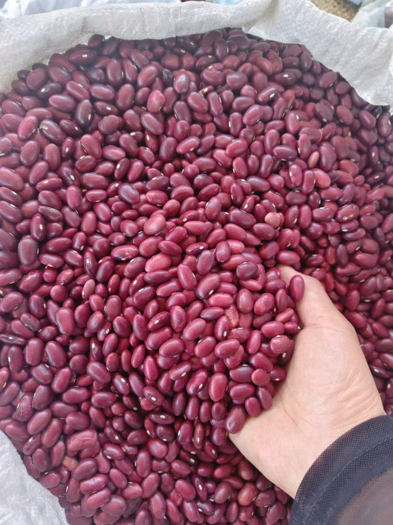 什么豆都有需要的联系我