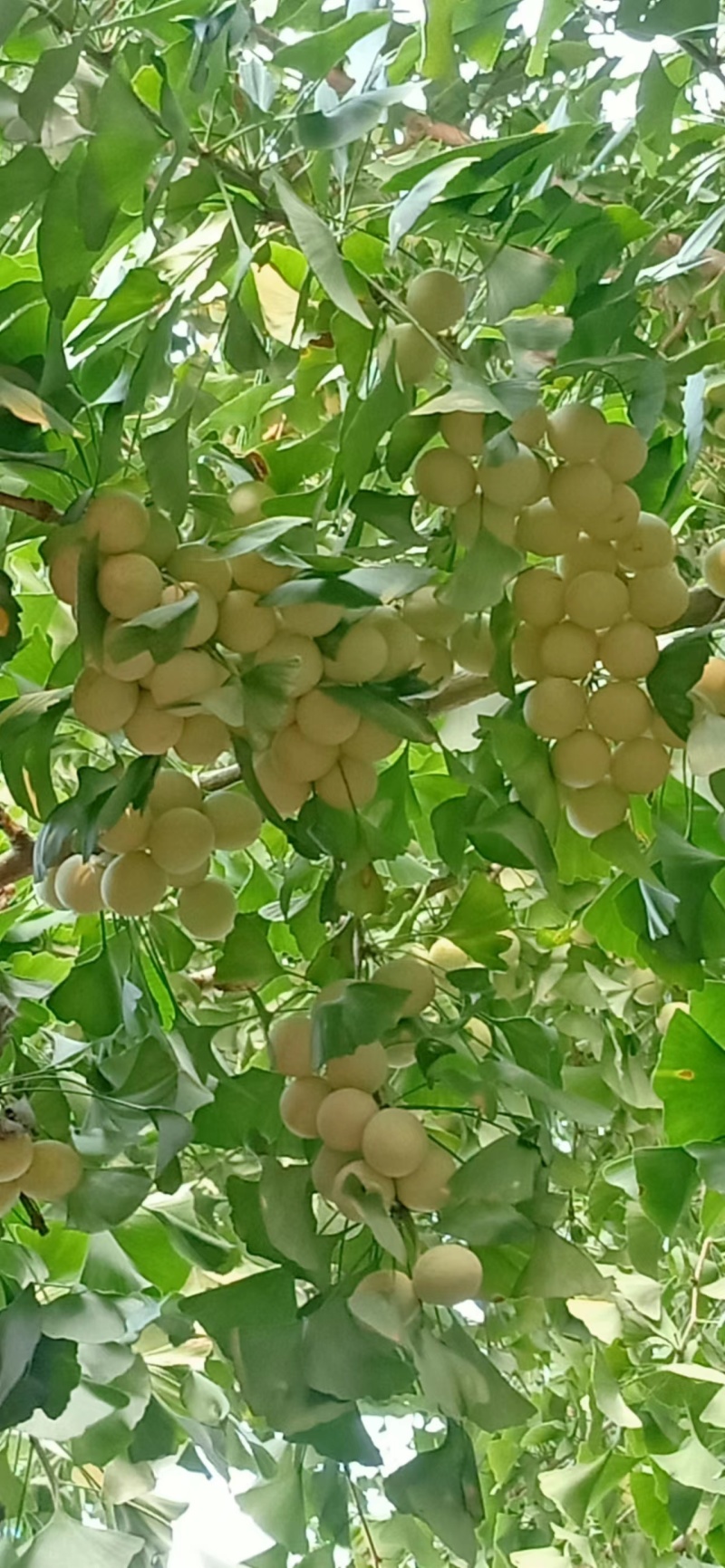 银杏果，白果
