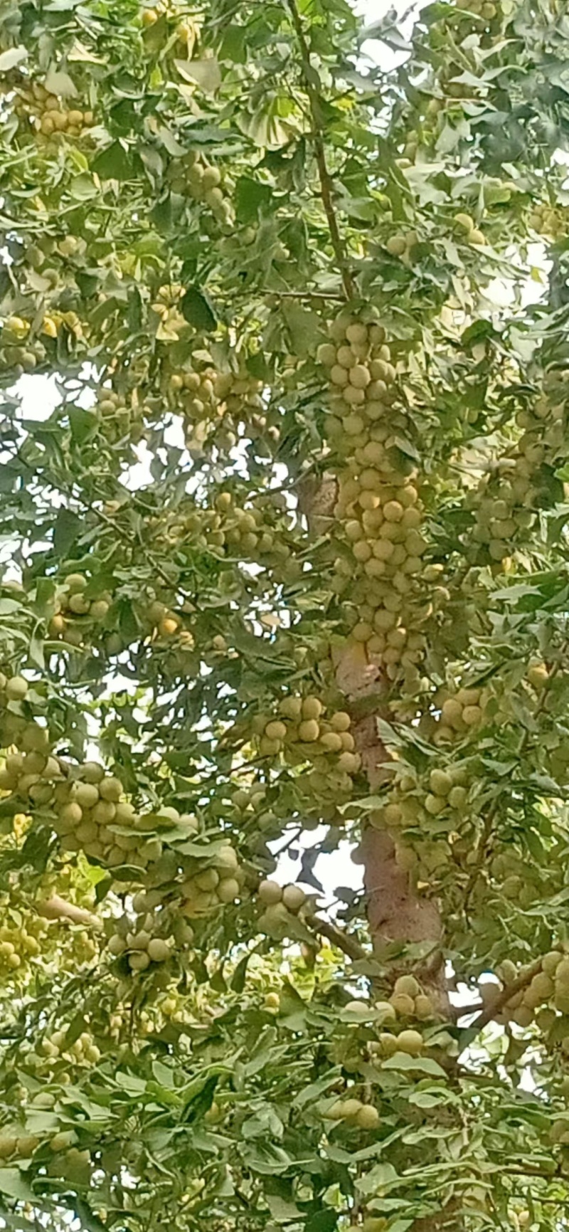 银杏果，白果