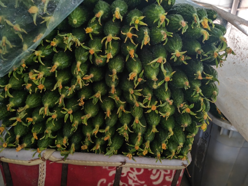 黄瓜