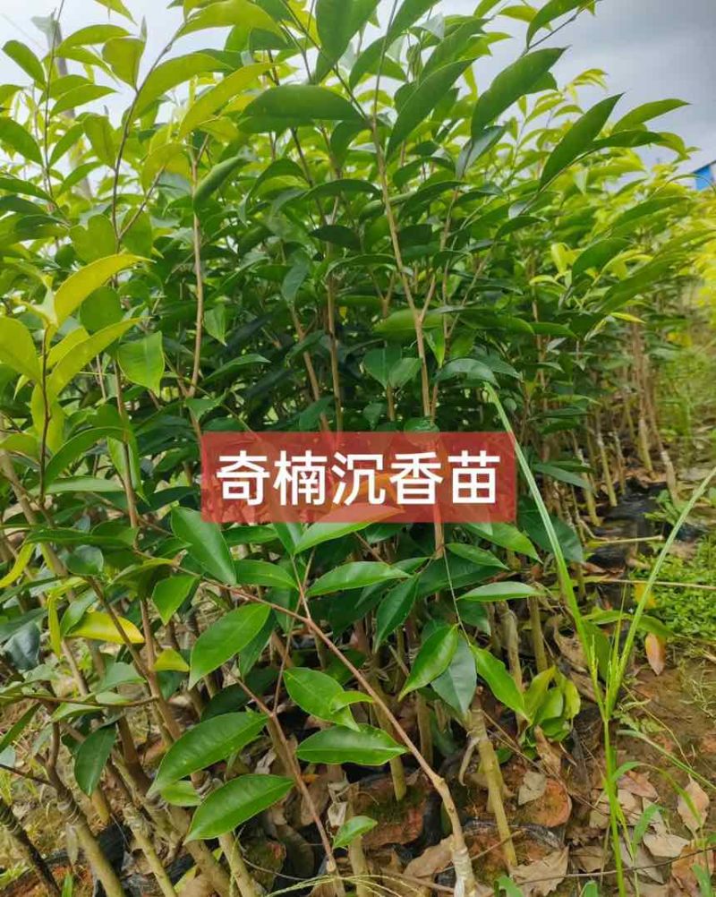 罗门黑棋