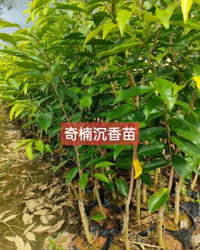 罗门黑棋