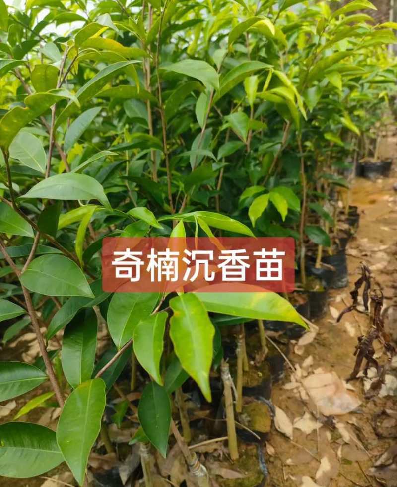 罗门黑棋