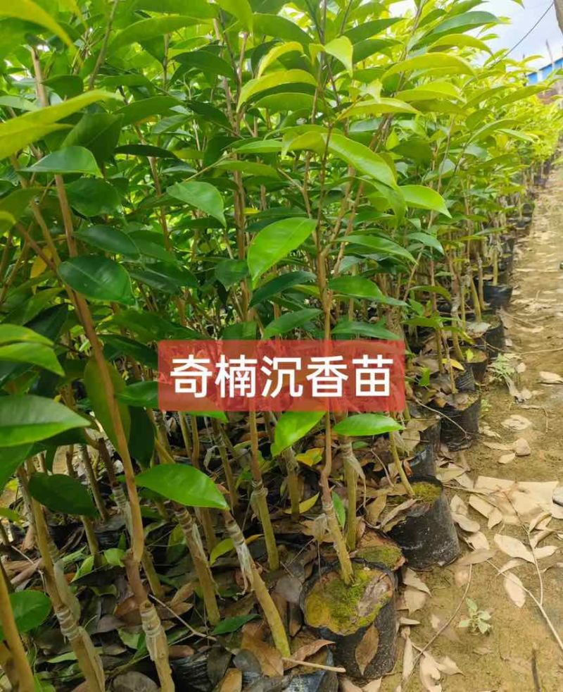 罗门黑棋