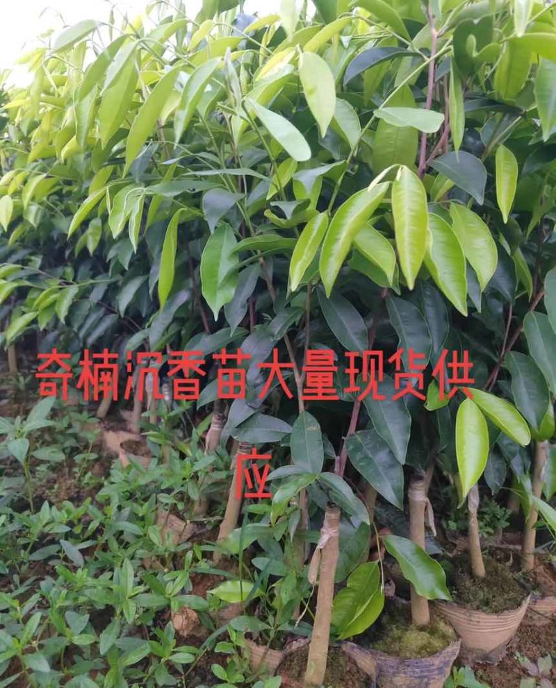 罗门黑棋