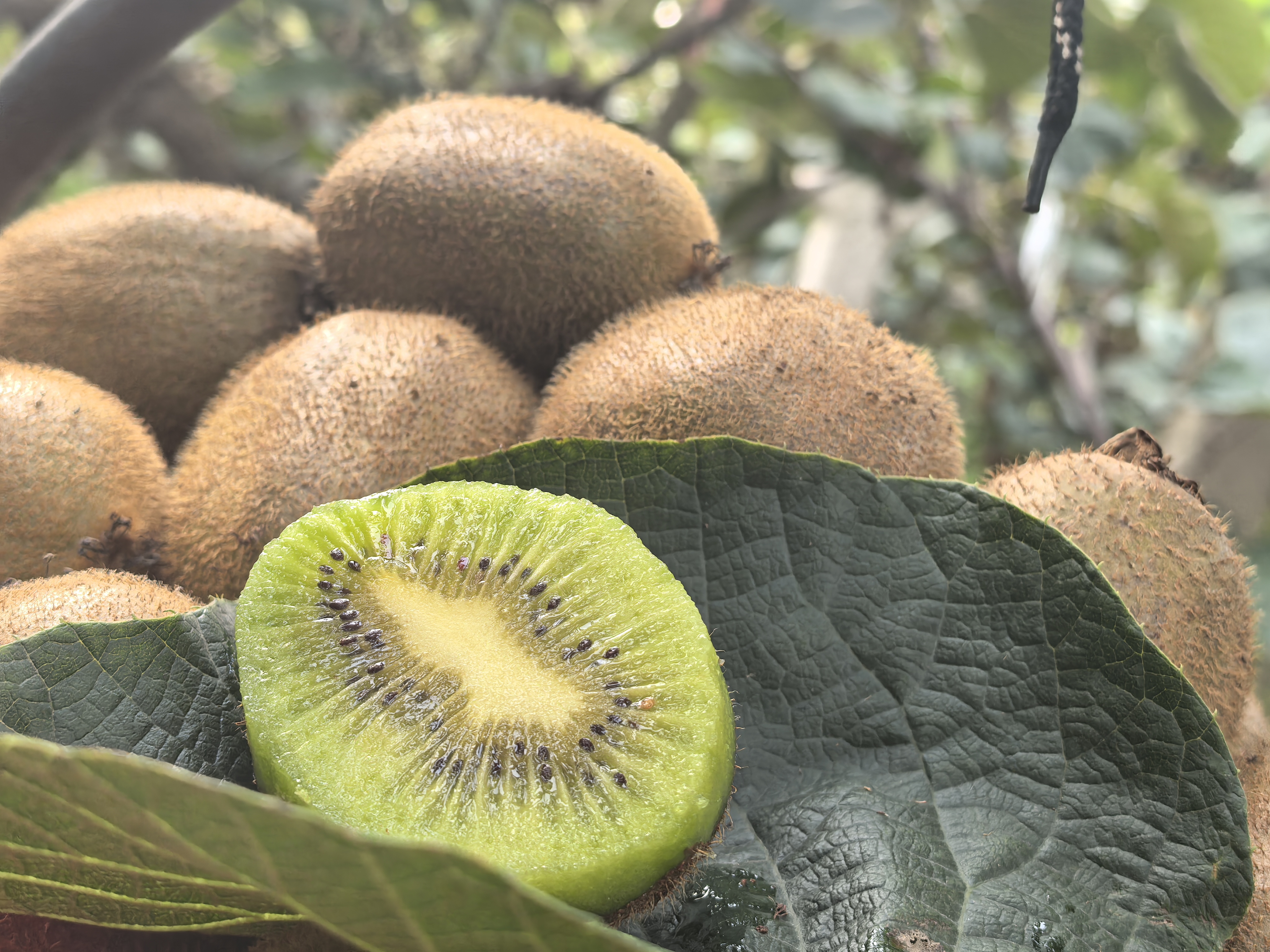 猕猴桃切开展示果肉与种子