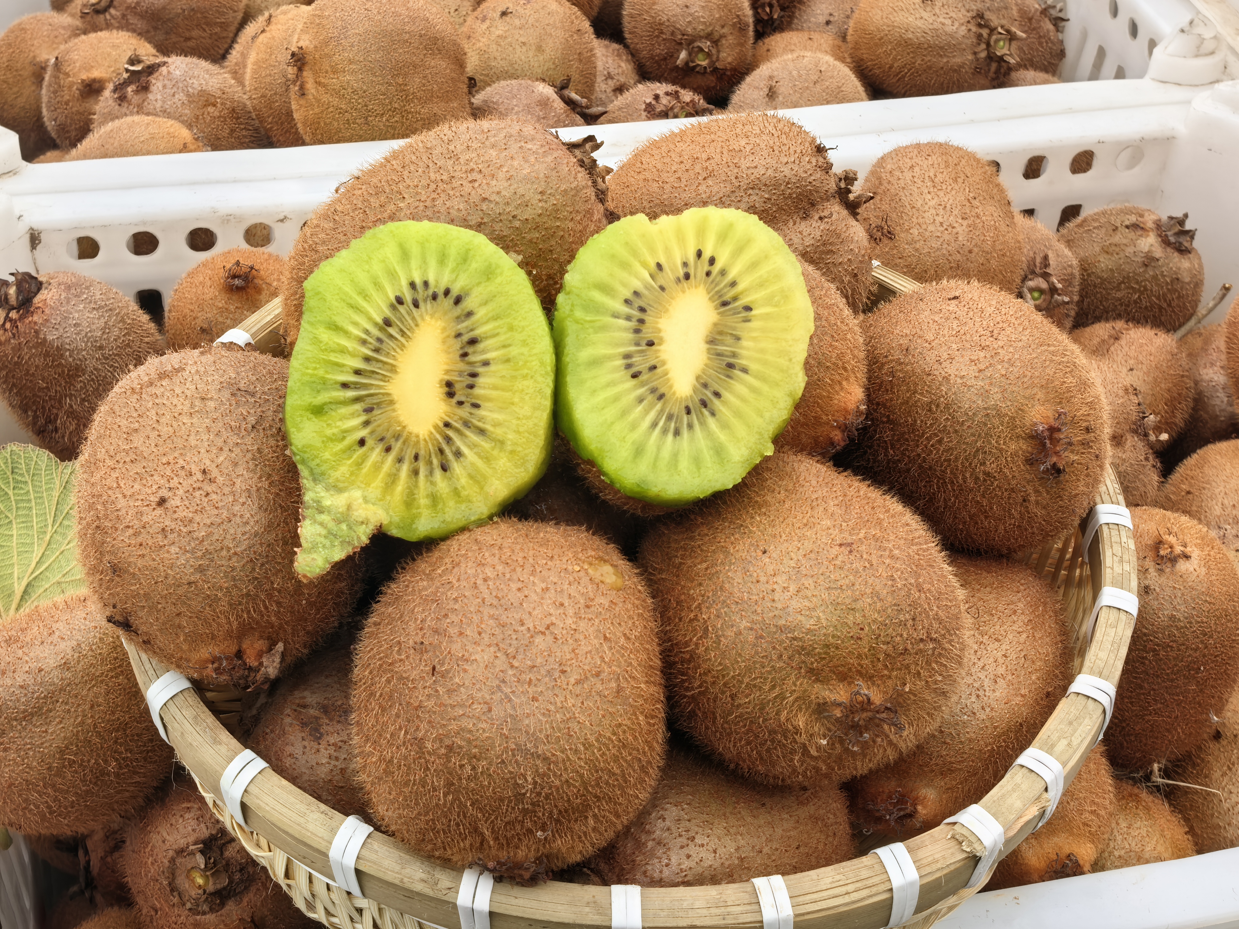 徐香猕猴桃果实特写