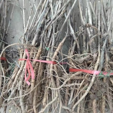 无病虫害牡丹苗现采现发成活率高