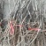 无病虫害牡丹苗现采现发成活率高