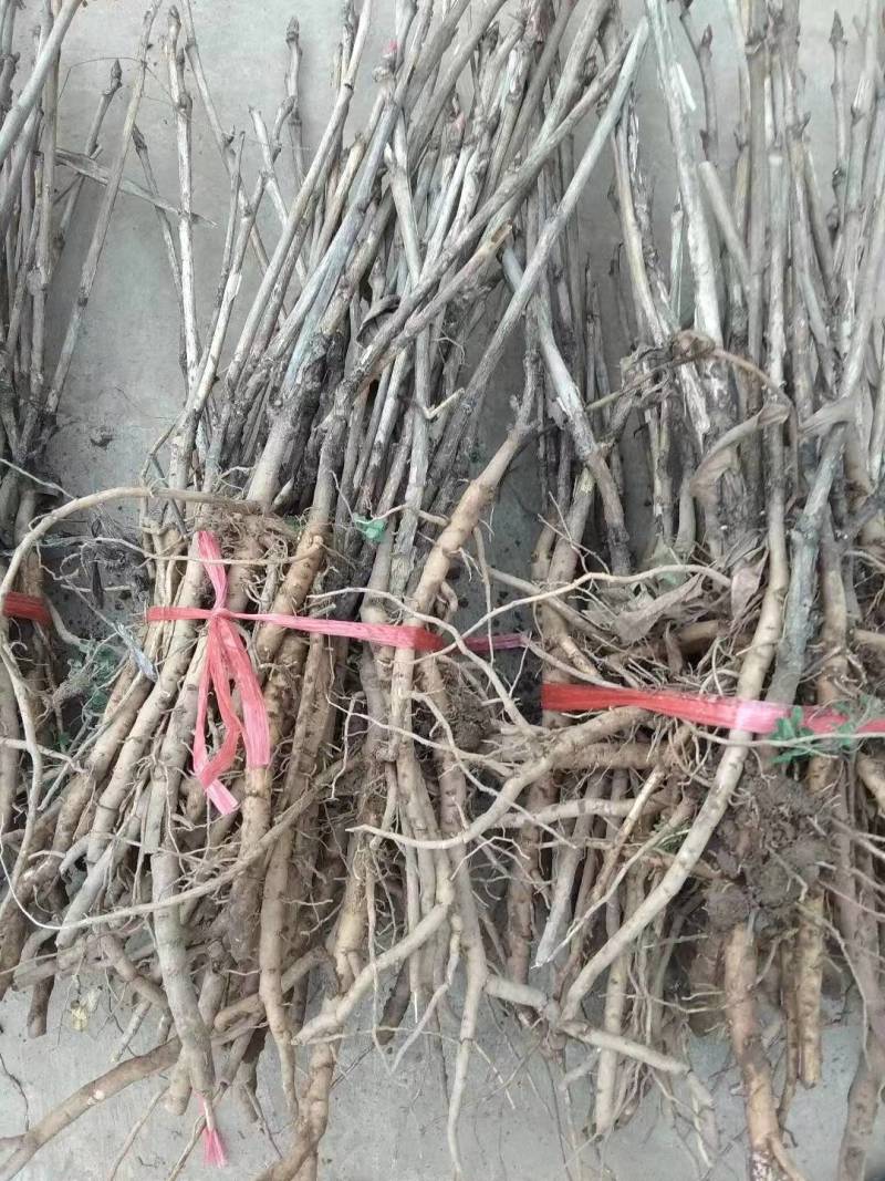 无病虫害牡丹苗现采现发成活率高