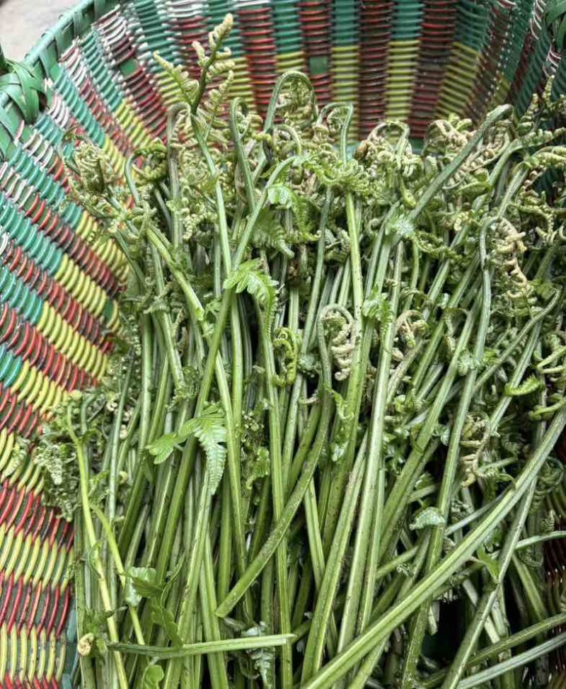 云南特色水蕨菜