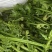 云南特色水蕨菜