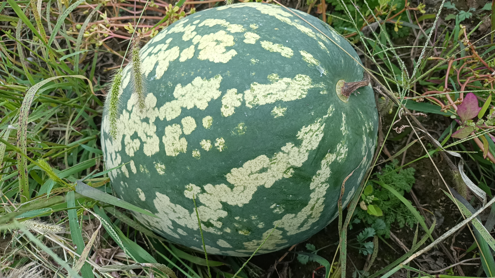 展示西葫芦表面黄斑、褐斑、黑斑的对比图 西葫芦表面斑点类型示意图