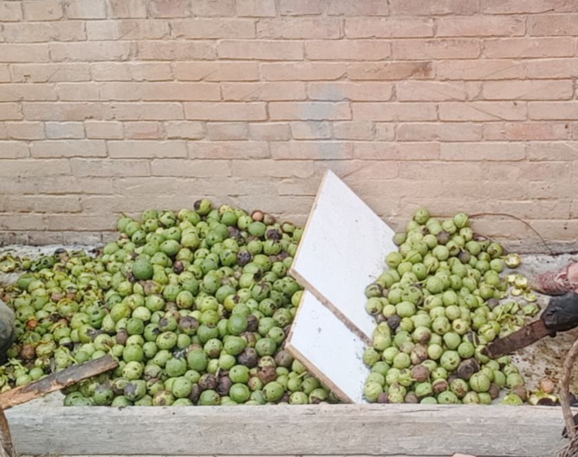 野生核桃加工场景