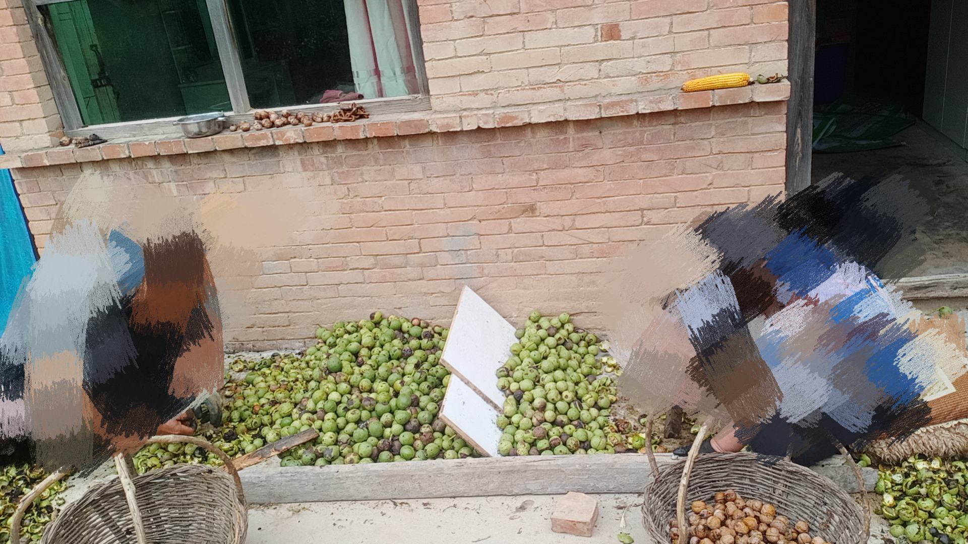 新疆薄皮核桃果园全景图