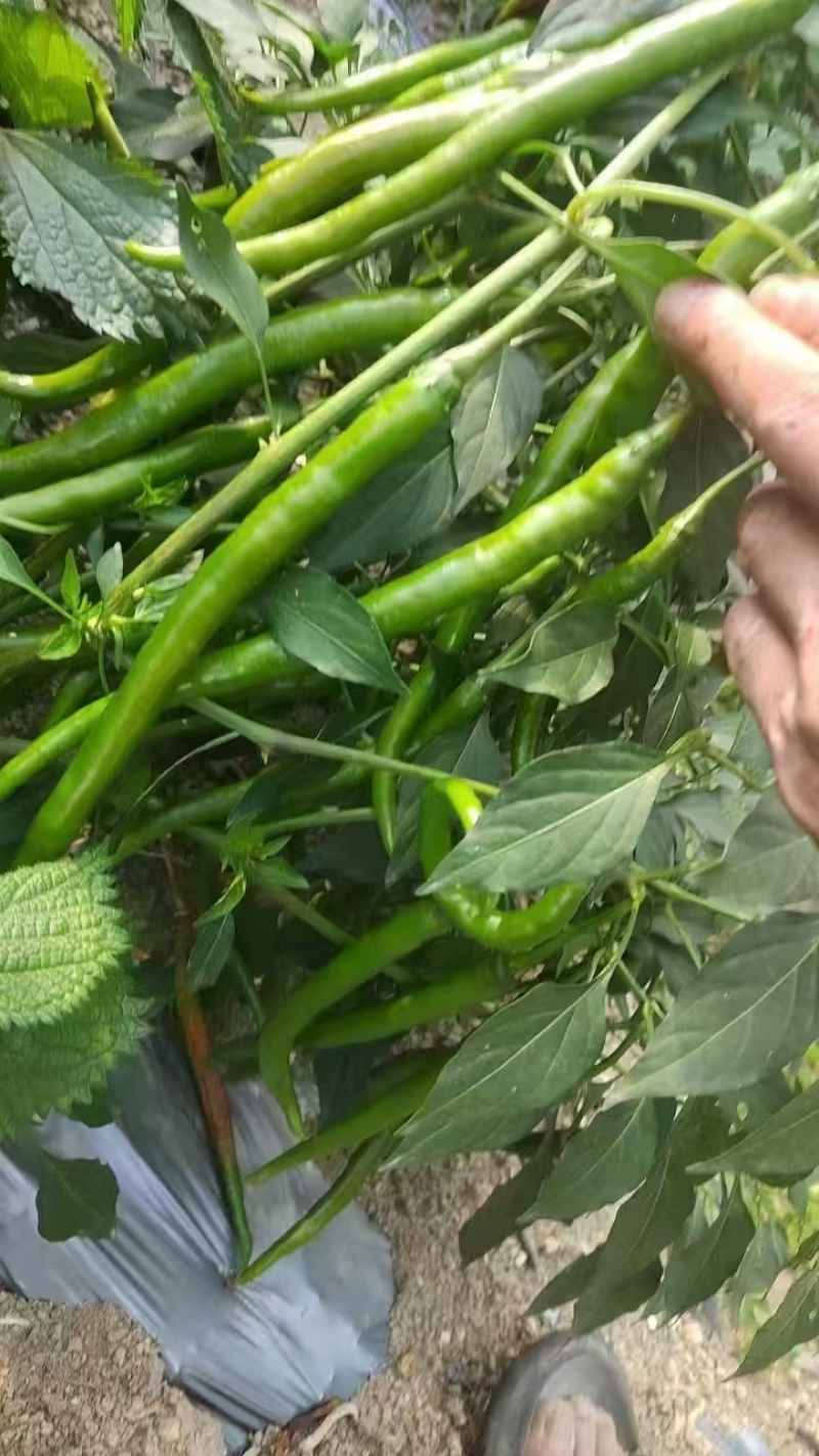 三号线椒七号线椒，八号线椒，小米椒！基地货源