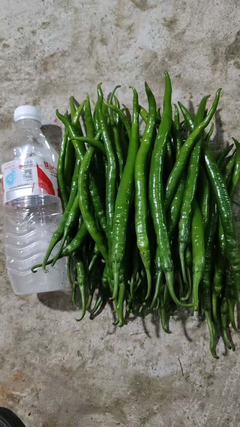 三号线椒七号线椒，八号线椒，小米椒！基地货源