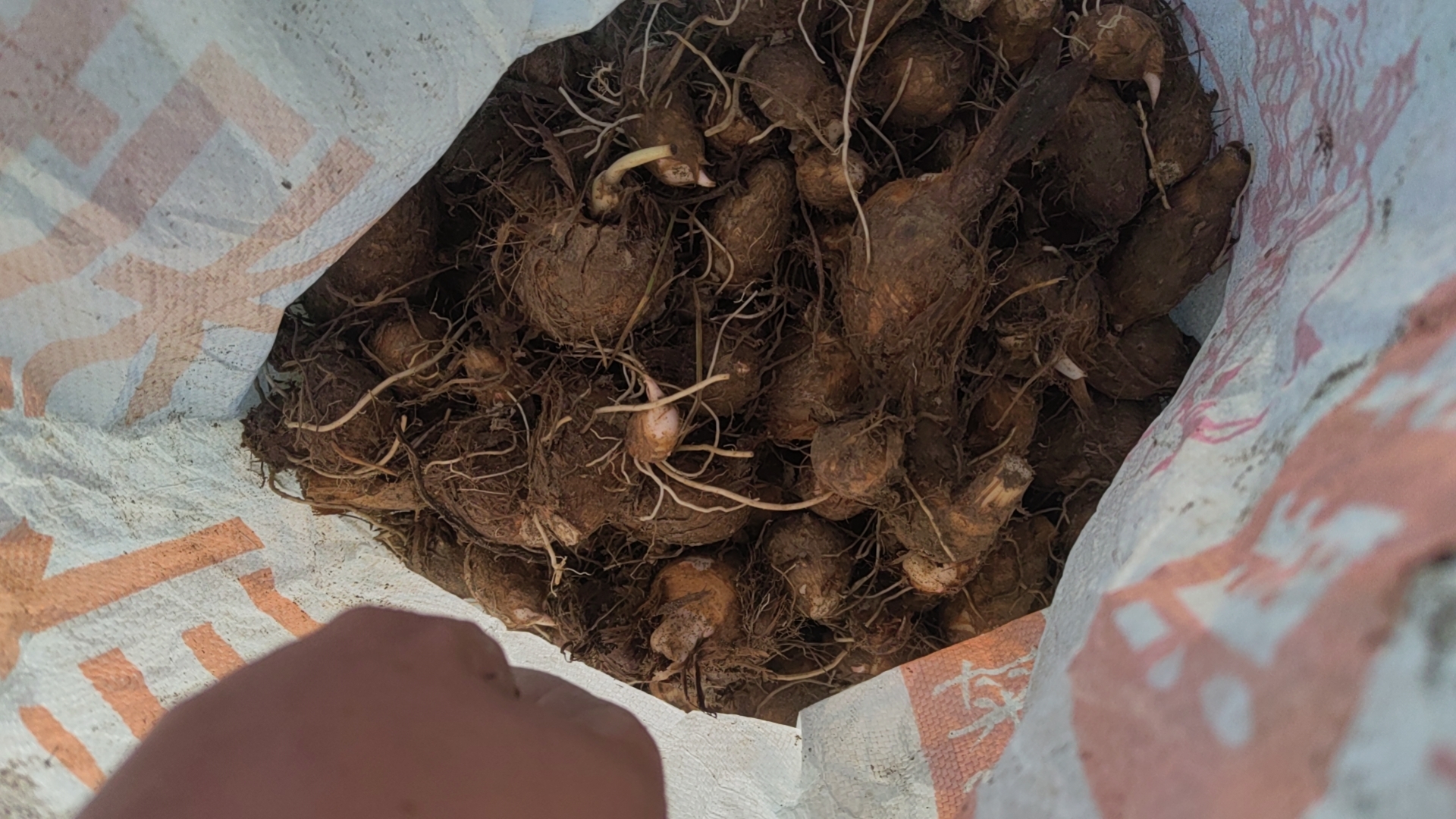 毛芋头与排骨煲汤所需食材展示图